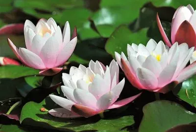 flores