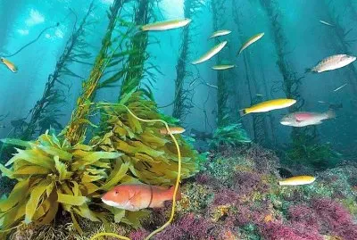 natural jigsaw puzzle