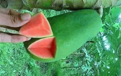 פאזל של frutas