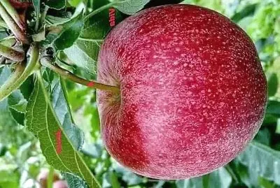 פאזל של frutas