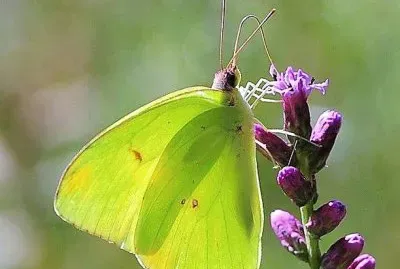 natural jigsaw puzzle