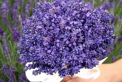 flores jigsaw puzzle