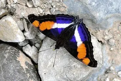 natural