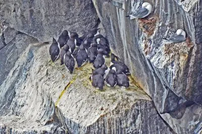 פאזל של island