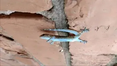 natural jigsaw puzzle