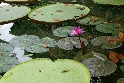 AmazÃ´nia 2 jigsaw puzzle