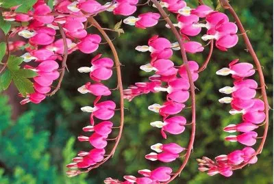 flores