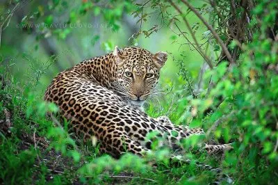 פאזל של natural