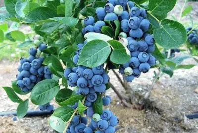 פאזל של imagem