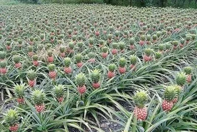 פאזל של frutas