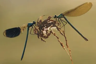 Dragonfly