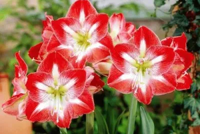 flor jigsaw puzzle