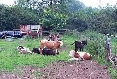 Cattle jigsaw puzzle