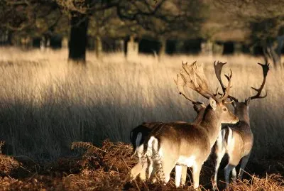 London Wildlife