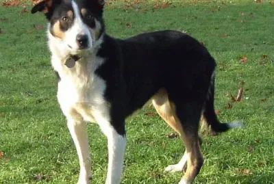 פאזל של Welsh sheep