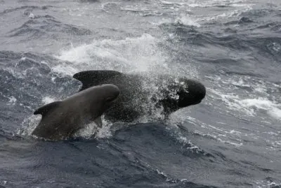 Globicefalo jigsaw puzzle