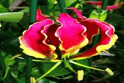 flor