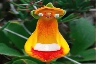 flor