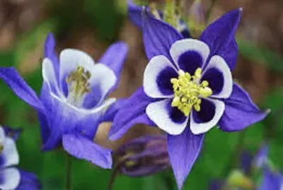 flor