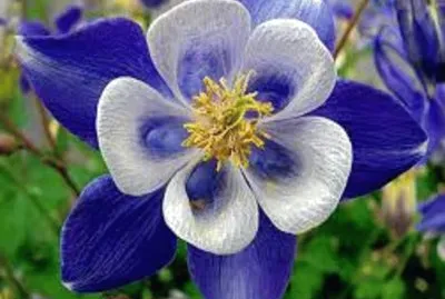 flor