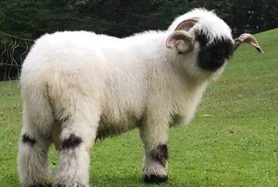 פאזל של Naso nero del vallese