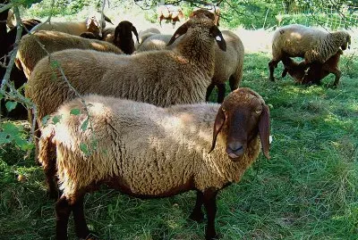 פאזל של Nera bruna