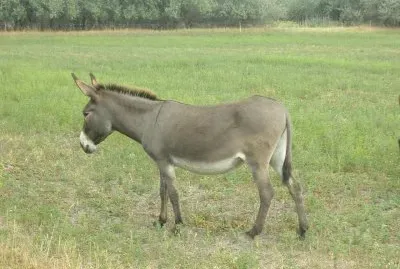 פאזל של Szamar