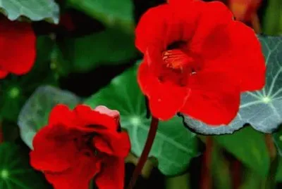 פאזל של capucine