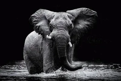 פאזל של Black and White