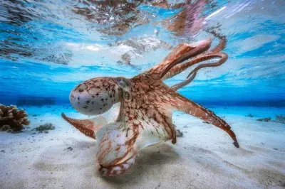Octopus jigsaw puzzle