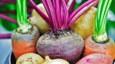 Root Vegetable jigsaw puzzle