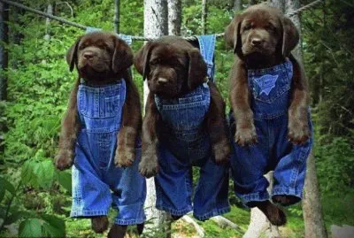 Dogs