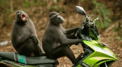 פאזל של Monkeys