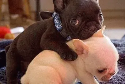 Dogs