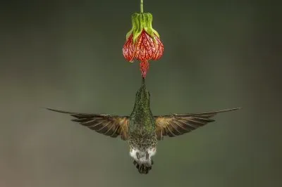 Hummingbird