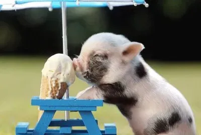 Pig