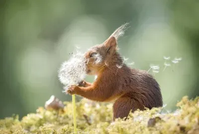 Squirrel