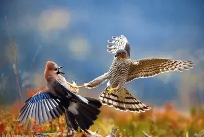 Bird  Fighting