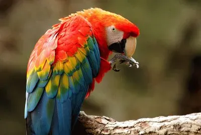Arara