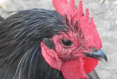 coq