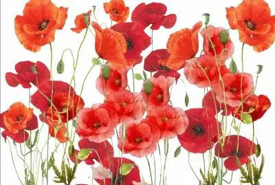 פאזל של Coquelicots