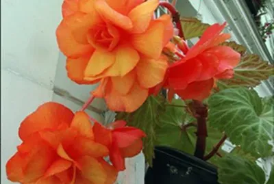 פאזל של BÃ©gonias