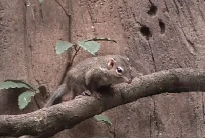 Tupaia mediterranea jigsaw puzzle