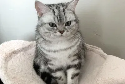 Silver classic tabby british shortair