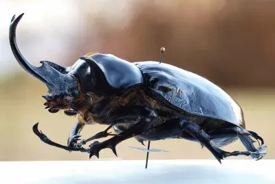 Megasoma mars jigsaw puzzle