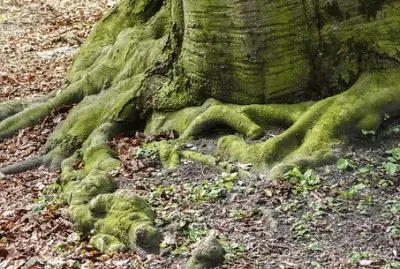 Imagem jigsaw puzzle