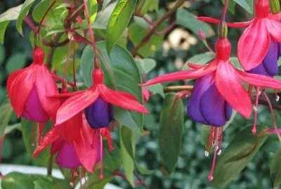 fuchsia jigsaw puzzle