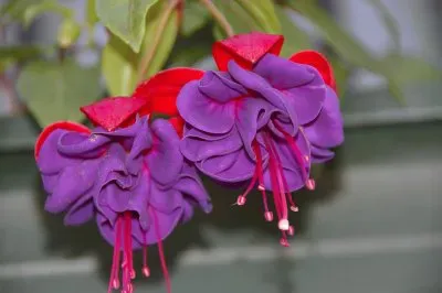 fuchsia jigsaw puzzle