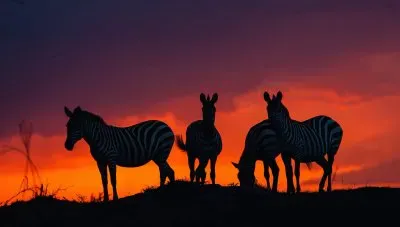 ZÃ¨bres jigsaw puzzle