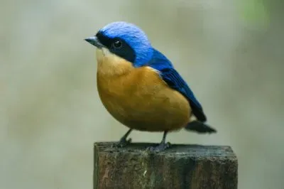 פאזל של Imagem